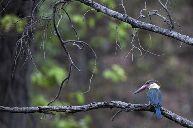 032 Bandavghar Nationaal Park, Ijsvogel.jpg